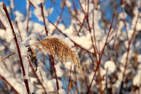 schnee_sonne4.jpg