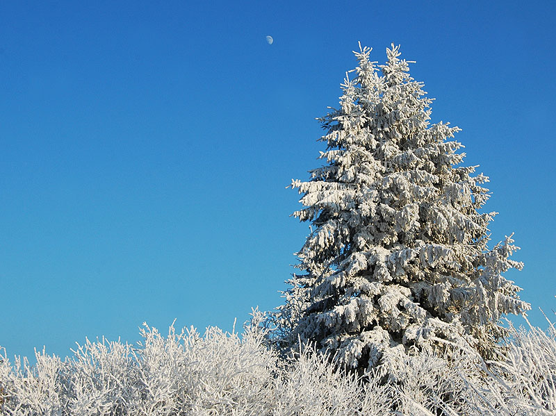 Feldberg1.jpg