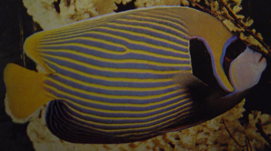 Kaiserfisch.JPG