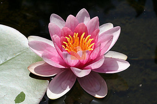 seerose.jpg