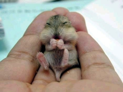 chipmunk.jpg