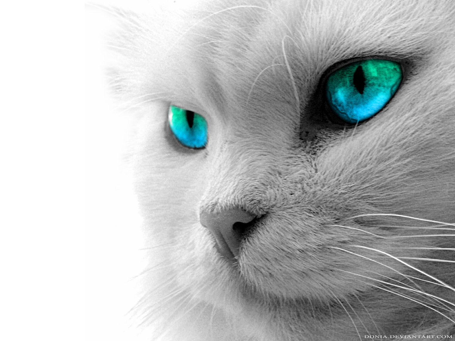 katze.jpg