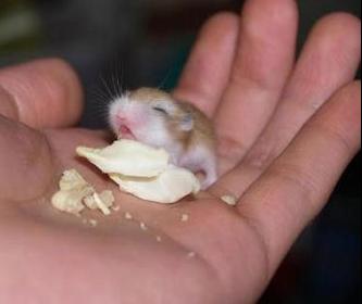 tierbabys.jpg