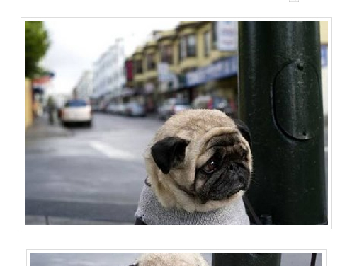 blog_mops.jpg
