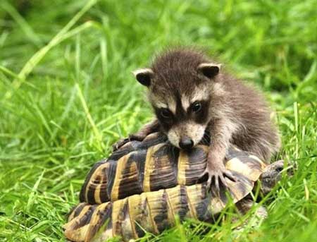 baby-raccoon.jpg
