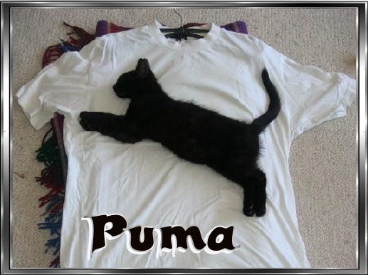 puma.jpg