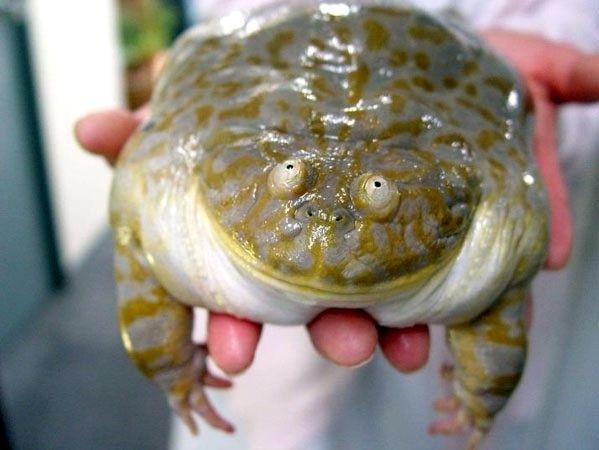 fat frog.jpg
