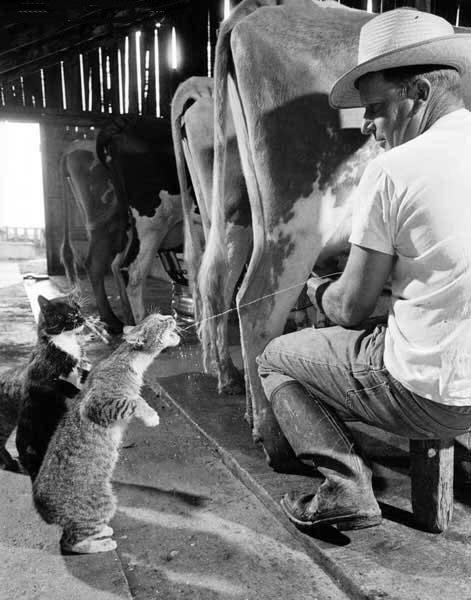 milk cats.jpg