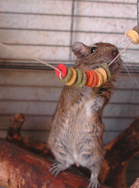degu_dez.jpg