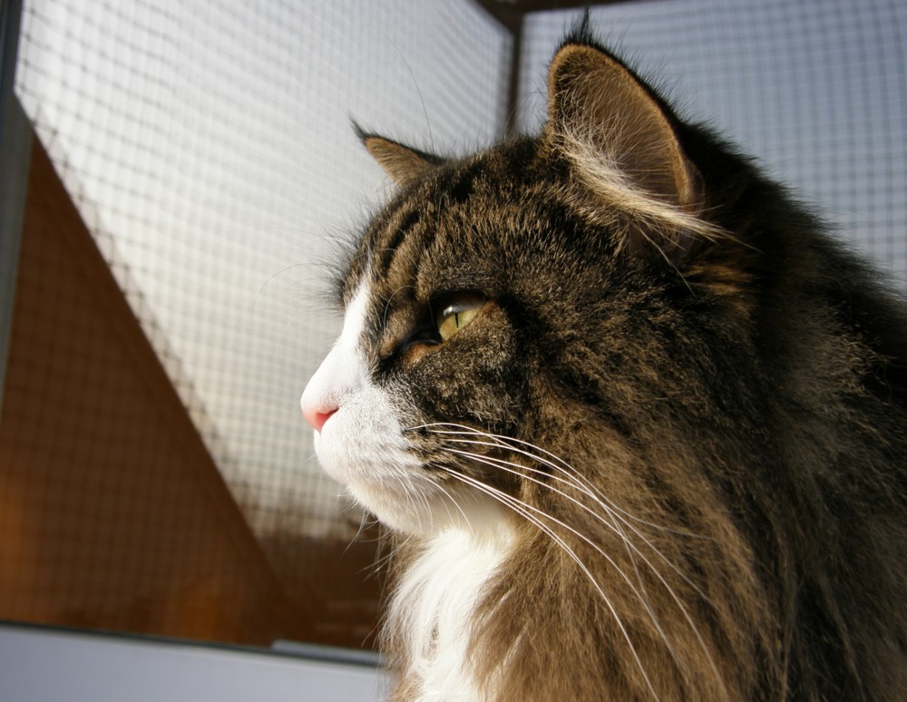 mimi-balkon.jpg