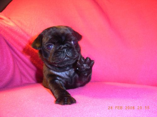mops.jpg