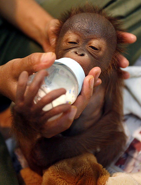OrangutanR_468x615.jpg