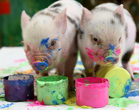 piggys0406_468x368.jpg