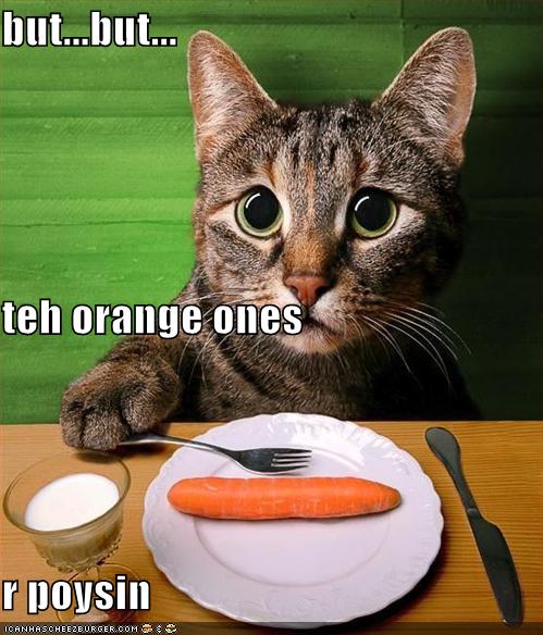 funny-pictures-cat-wonders-why-you-are-poisoning-him-with-carrots.jpg