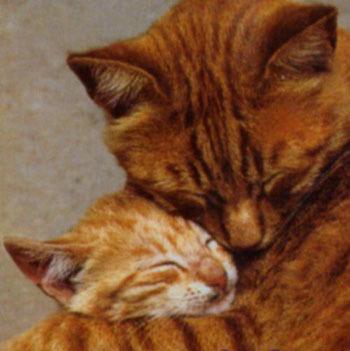 kittiekittiekitte.jpg