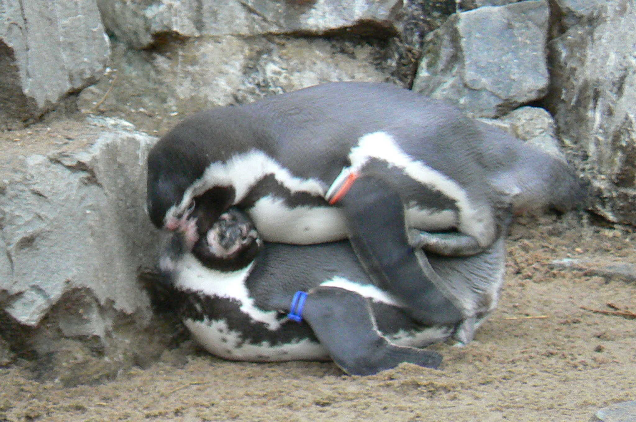 P1050810.JPG