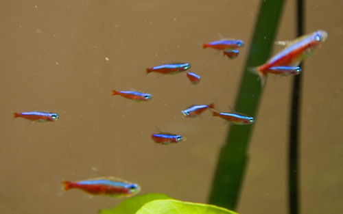 Fische.jpg