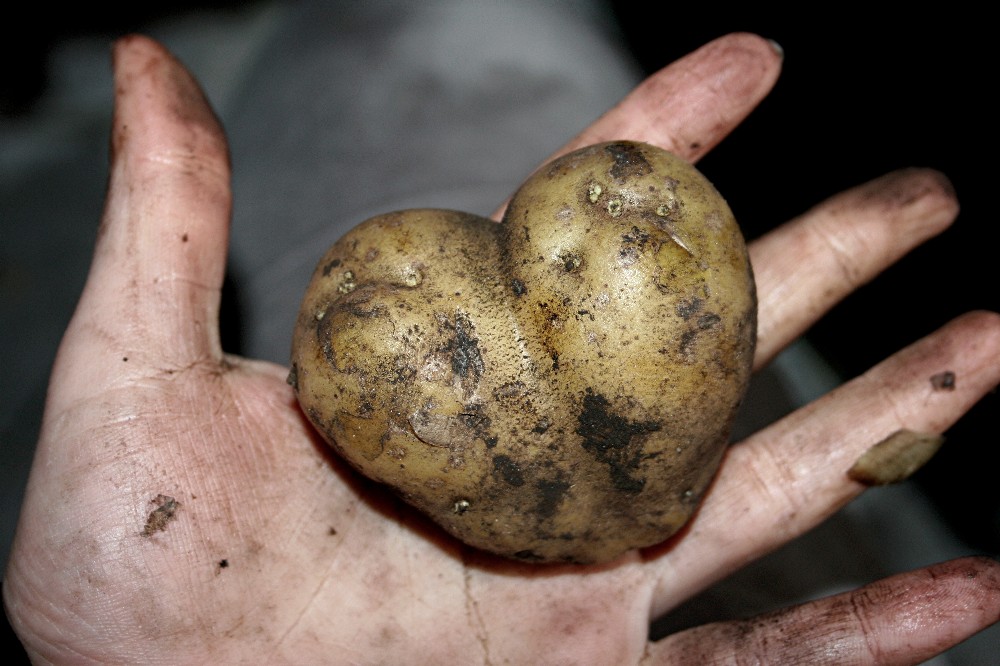 Herz zwischen Schwarzkartoffeln.jpg