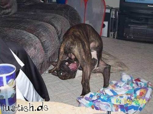 dummer-hund.jpg