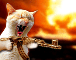 catshooting1pe.gif