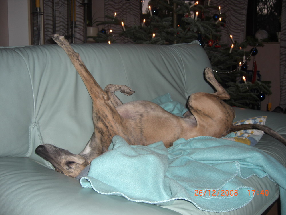 Cajun Weihnachten 2008.jpg