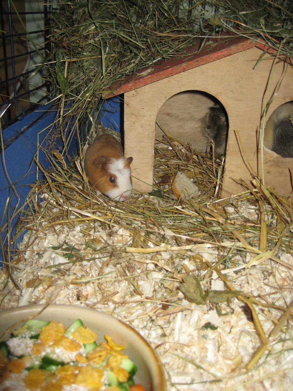 beidehaus2.JPG
