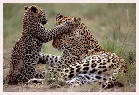 Leopard.jpg