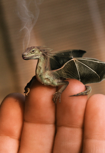 babydragon.jpg