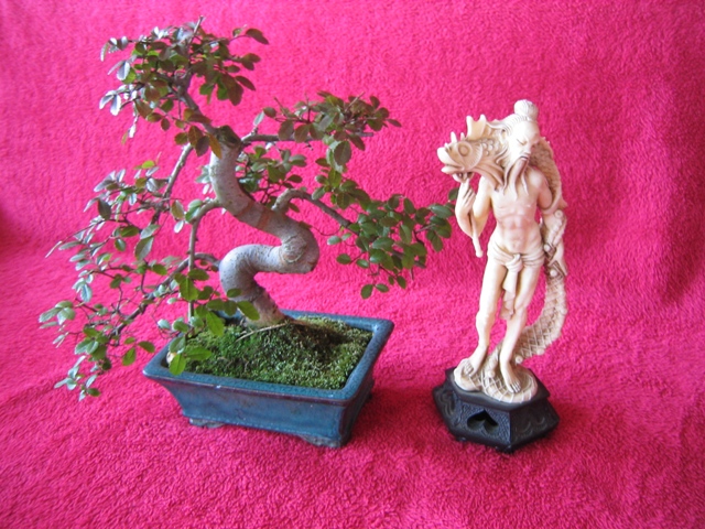 Bonsai.jpg