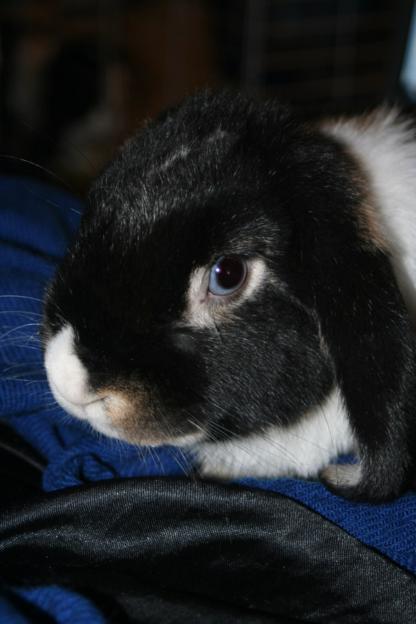 hugo4.jpg