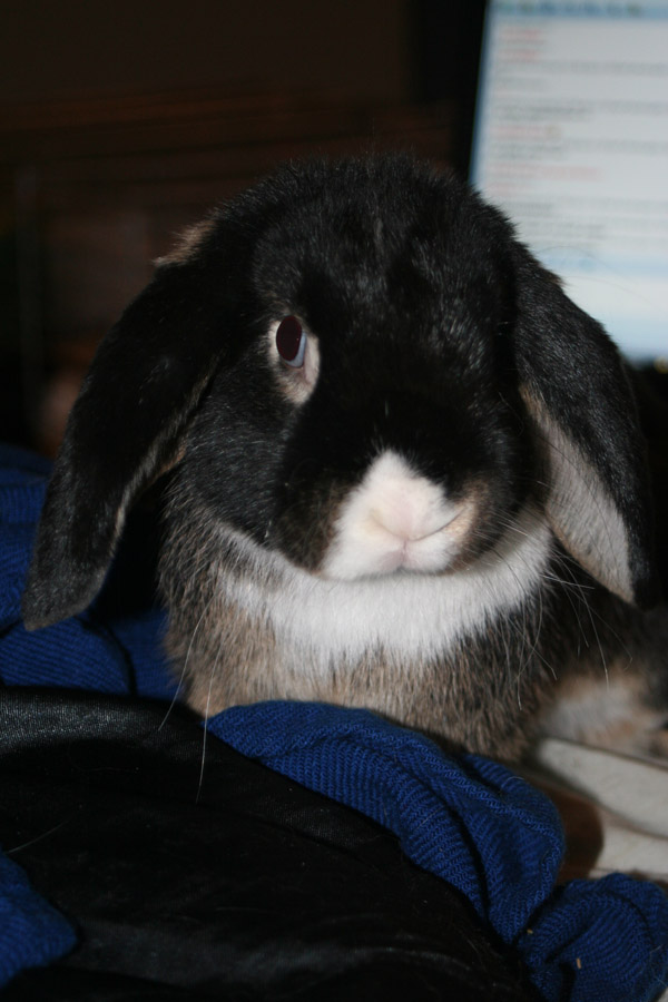 hugo3.jpg