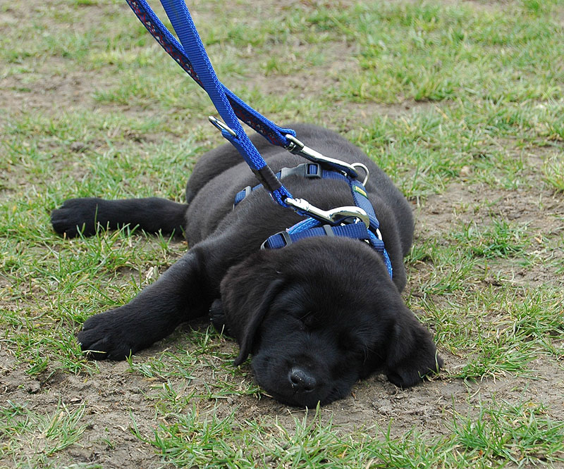 labrador_1.jpg