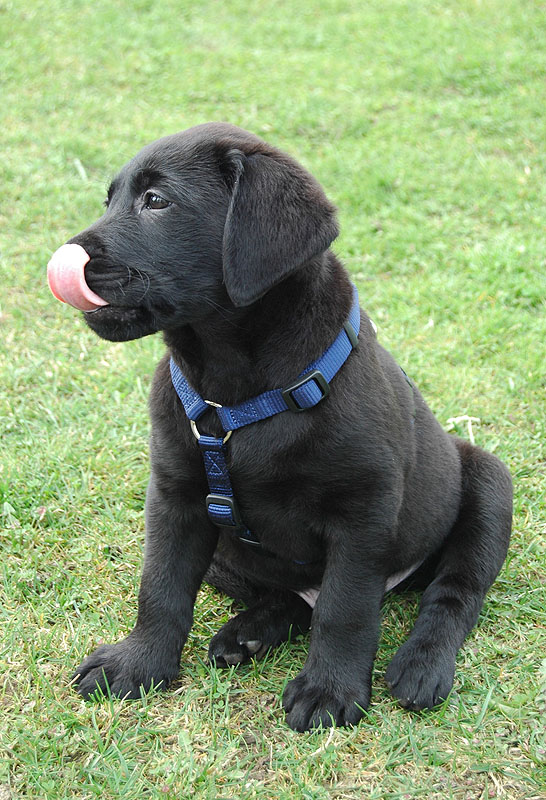 labrador_2.jpg