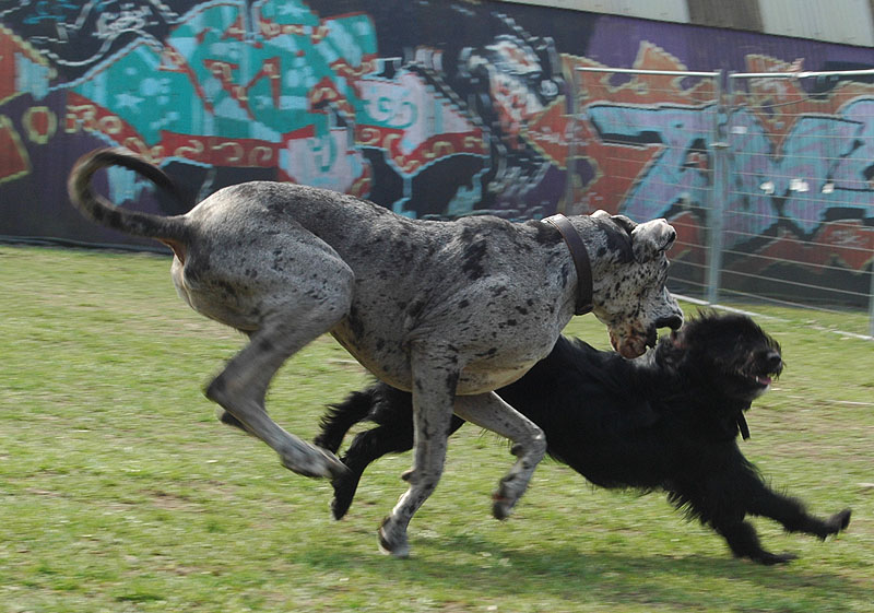 Dogge_2.jpg