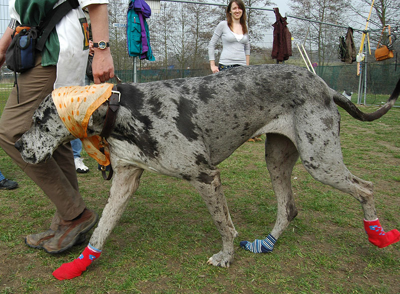 Dogge_1.jpg