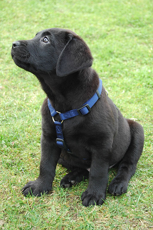 Labrador_3.jpg