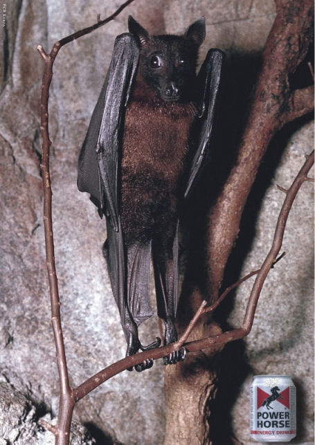 bat.jpg
