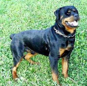 Rottweiler.jpg