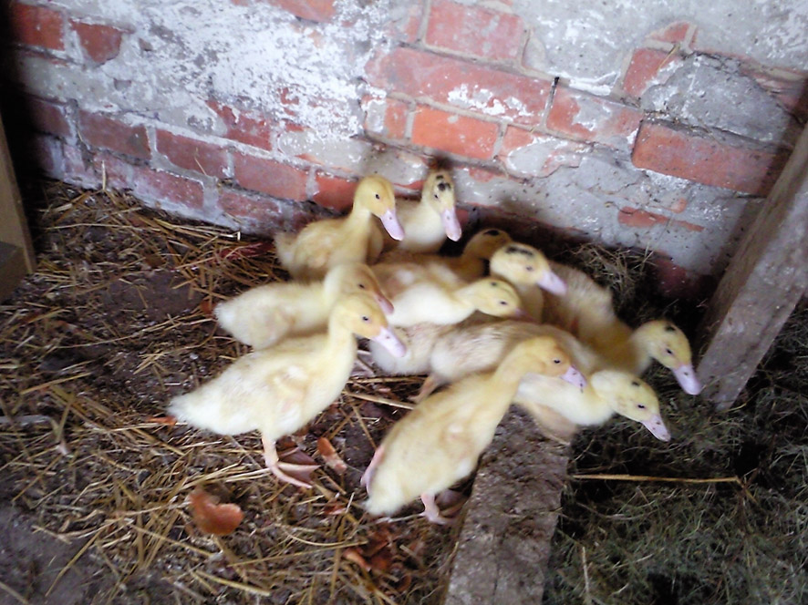 enten2.jpg