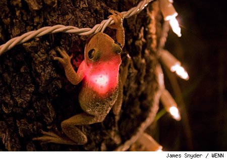 0410_glowing_frog_wenn2.jpg
