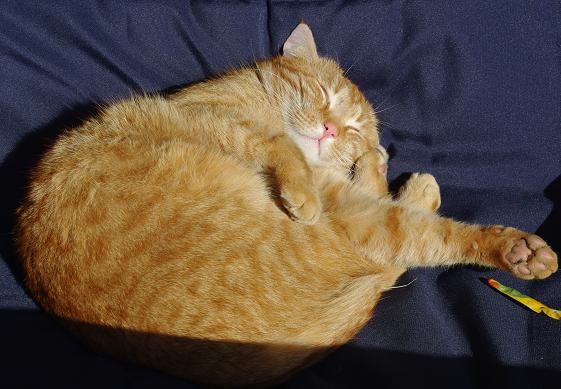 yoshi beim schlafen in der sonne.JPG