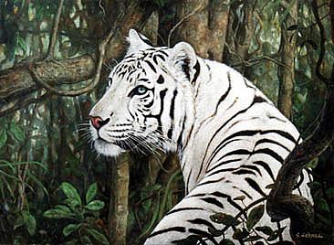 tiger seitlich weiÃƒÅ¸.jpg