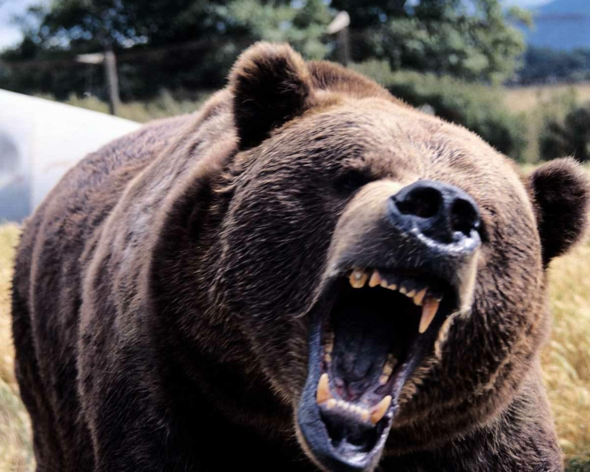 screaming bear.jpg