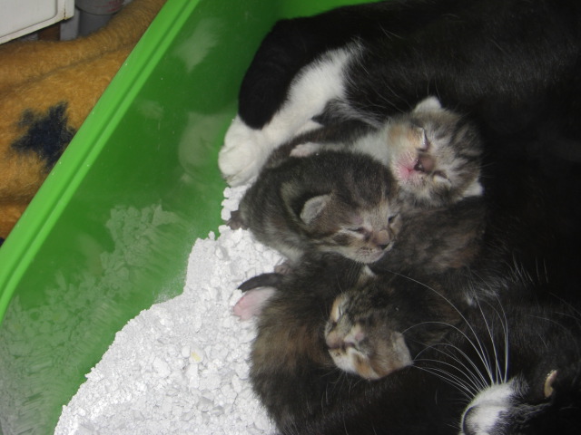 katzenkinder!!!! 032.JPG