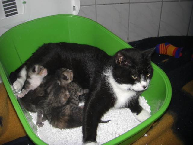 katzenkinder!!!! 033.JPG