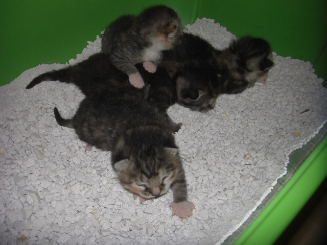 katzenkinder!!!! 002.JPG
