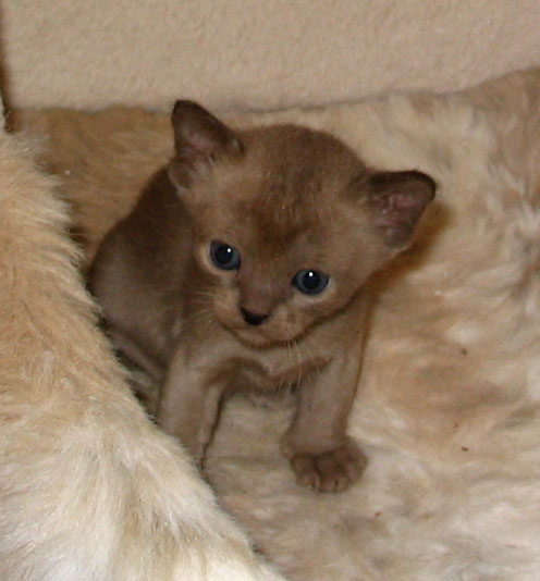 Kitten2..jpg