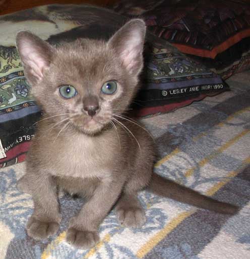 kitten.jpg