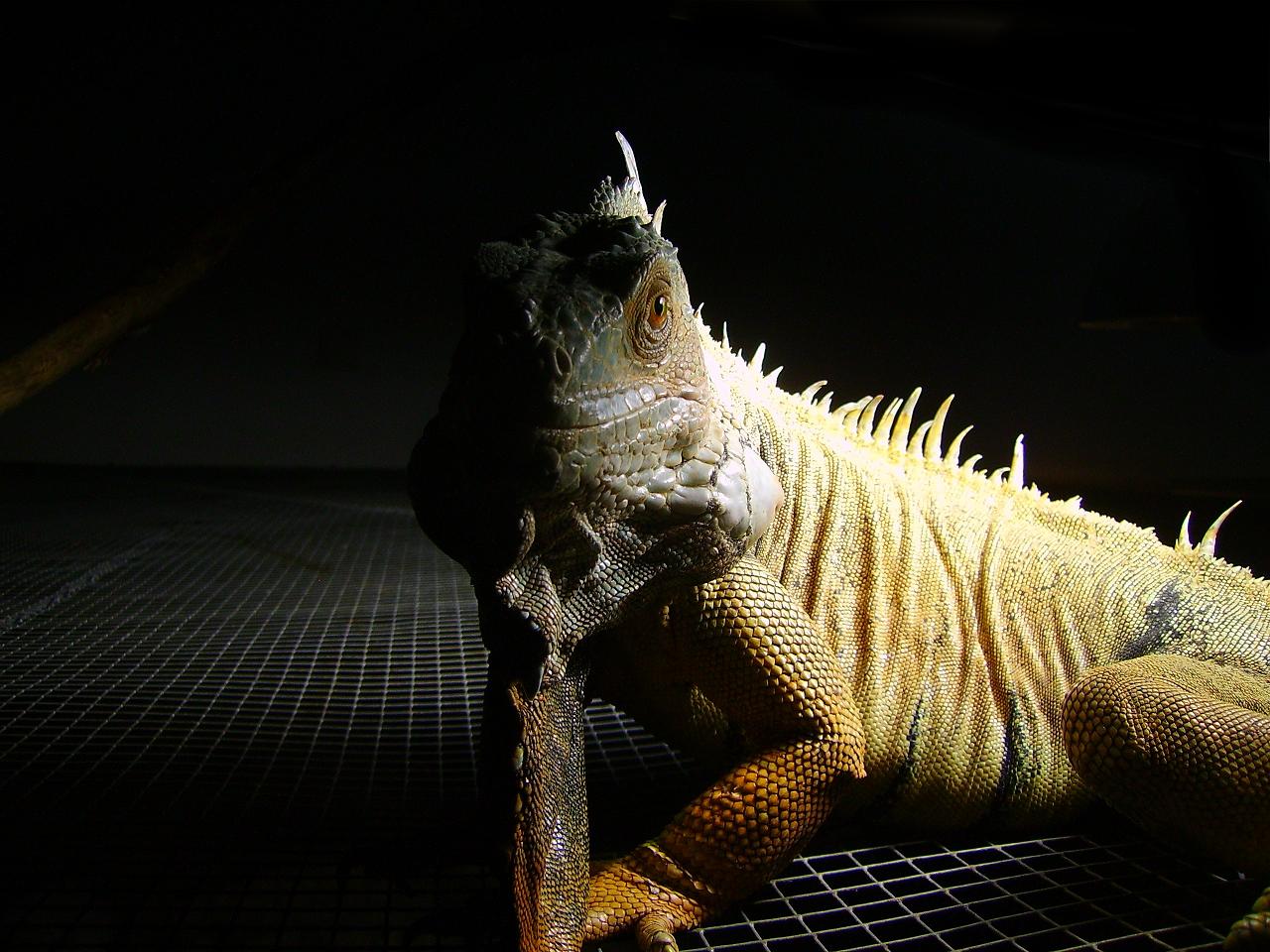 Kopie von Kopie von IMGP0635.JPG