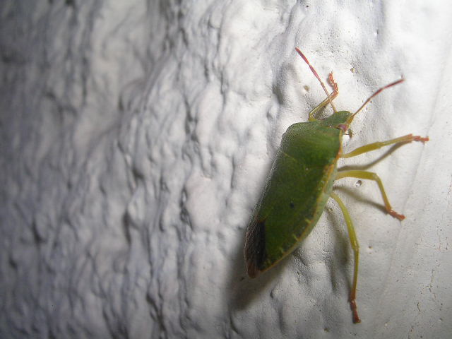 DSCN4733.JPG